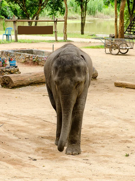 Aziatische olifant — Stockfoto