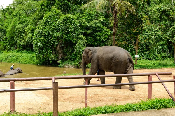 Aziatische olifant — Stockfoto