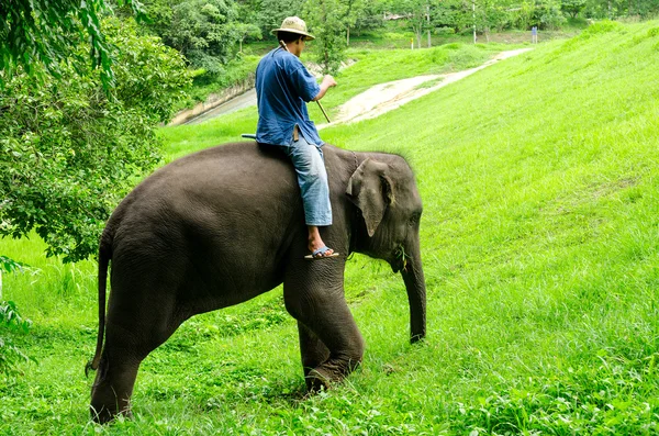 Asian elephant — Stock Photo, Image