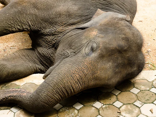 Asian elephant — Stock Photo, Image