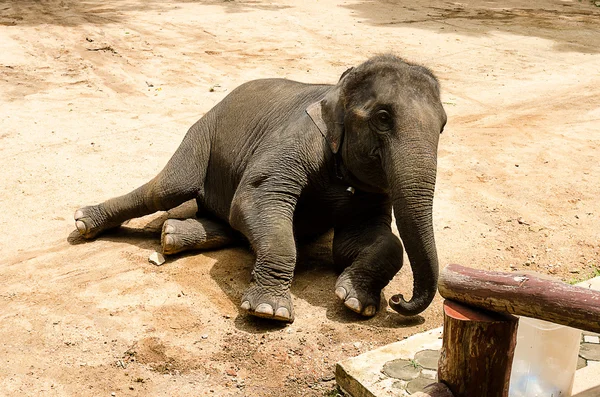 Asian elephant — Stock Photo, Image