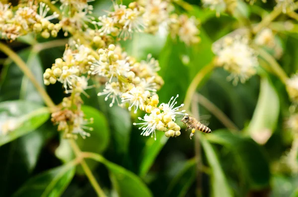 Abelha de trabalho coleta néctar de flor de longan — Fotografia de Stock