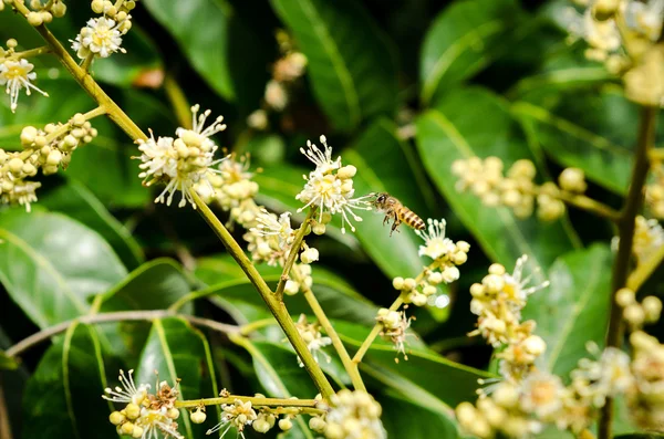 Abelha de trabalho coleta néctar de flor de longan — Fotografia de Stock