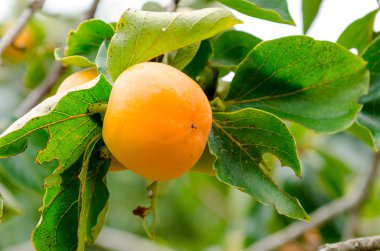 hurma ağacı meyve meyve