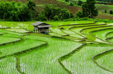 Teraslı paddy alanında mae-reçel Köyü, chaingmai il, Tayland