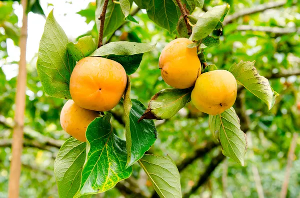 Persimmon tree med frukt i trädgården — Stockfoto