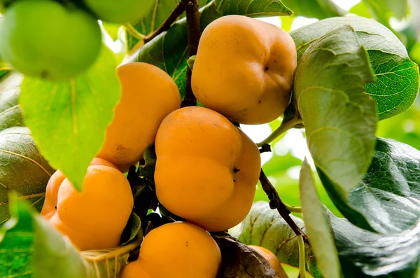 Persimmon tree med frukt i trädgården — Stockfoto