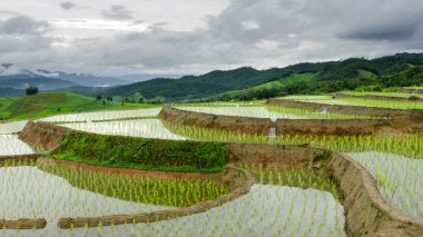 Teraslı paddy alanında mae-reçel Köyü, chaingmai il, Tayland
