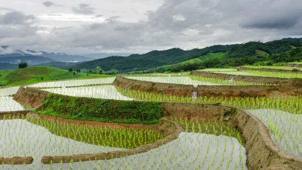 Terraced Paddy Field in Mae-Jam Village , Chaingmai Province , Thailand — Stock Photo, Image