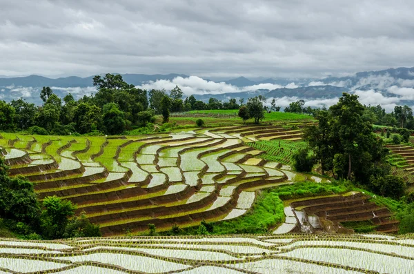 Терраса Paddy Field в деревне Мэй-Джем, провинция Чайнмай, Таиланд — стоковое фото