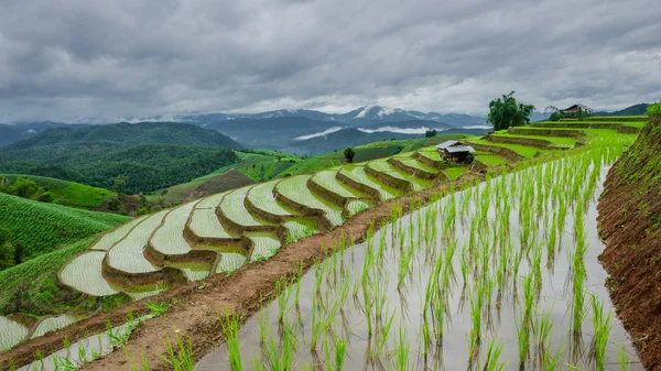 Terraced Paddy Field in Mae-Jam Village , Chaingmai Province , Thailand — Stock Photo, Image