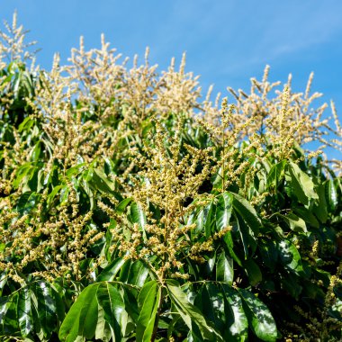 Mavi gökyüzü ile Longan çiçek