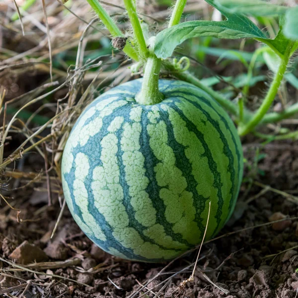 melon d'eau dans une plante de jardinjeunes légume — Photographie