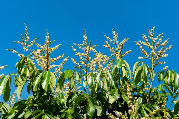 Longan flower with blue sky — Stock Photo, Image