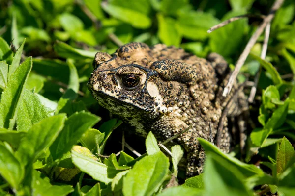 Toad in the green grass — Stock Photo, Image