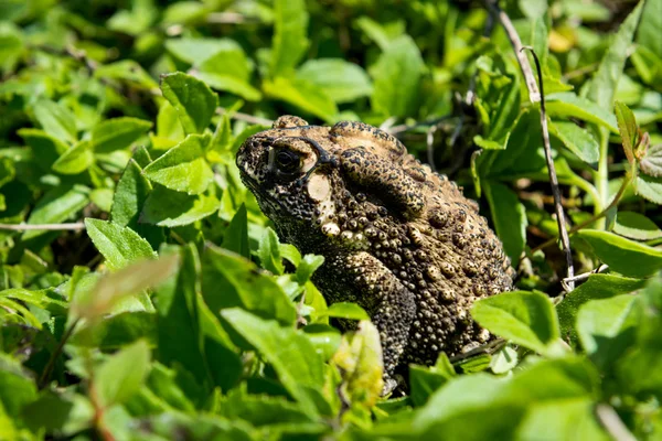 Sapo na grama verde — Fotografia de Stock