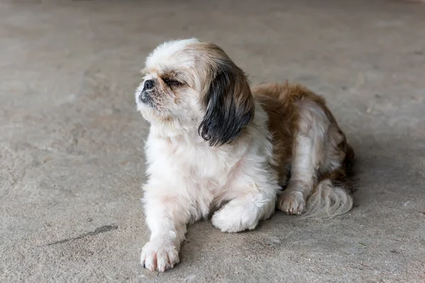 Shih tzu perro son somnolientos —  Fotos de Stock