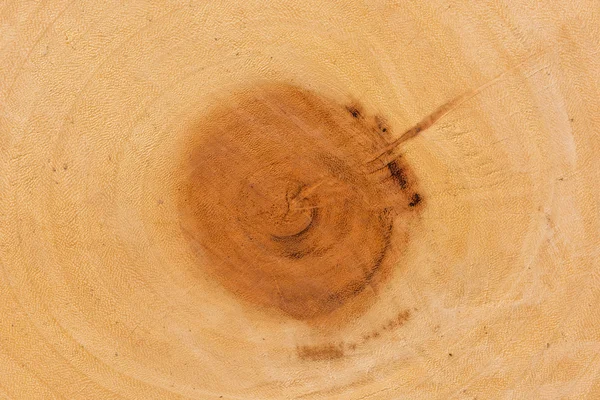 Corte de tronco viejo es fotografiado de cerca. El núcleo del árbol consiste en anillos de crecimiento y grietas profundas. —  Fotos de Stock