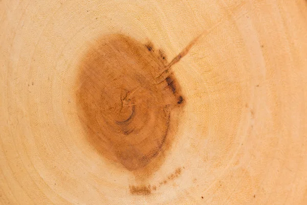 Corte de tronco viejo es fotografiado de cerca. El núcleo del árbol consiste en anillos de crecimiento y grietas profundas. —  Fotos de Stock