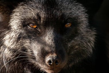 Siyah ve kahverengi bir tilki. Gümüş-siyah tilki. Vulpes vulpları.