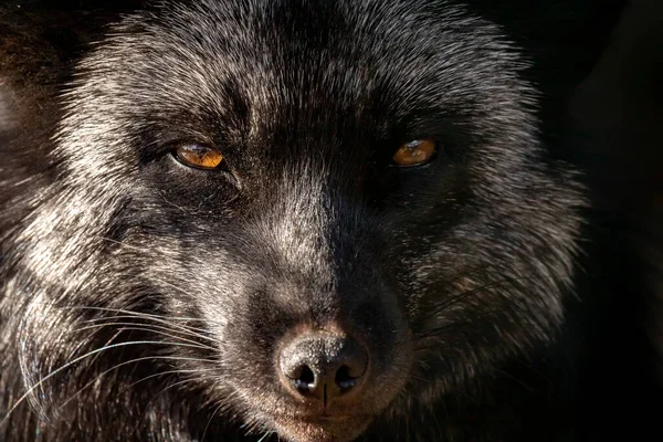 Siyah ve kahverengi bir tilki. Gümüş-siyah tilki. Vulpes vulpları.