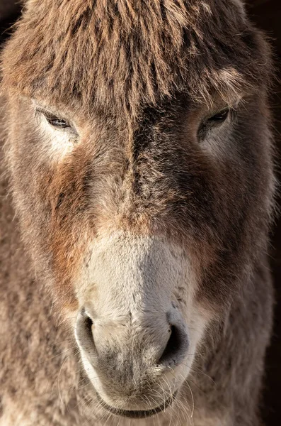Donkey Ordinary Gray Donkey Equus Asinus Cute Donkey Donkey Shrek — Stock Photo, Image