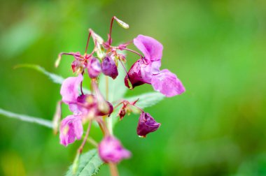 Impatiens glandulifera Royle, serev posad Russia Europa 'da çiçek açtı