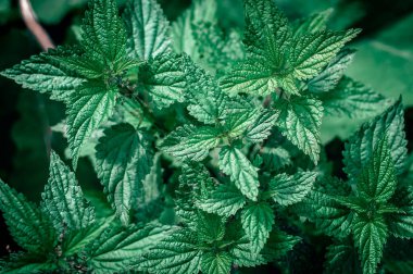 Sergiev Posad Rusya 'da yeşil ısırgan otu