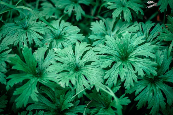 Bahçede bir sürü yeşil bitki var. Sağlıklı kozmetik konsepti, duvar kağıdı tasarımı 