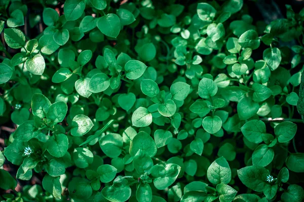 Taze yeşil çimen, orta boy ahşap biti, fıtık, sabah bahçede kalp çimenleri Sergiev Posad. Üst görünüm, duvar kağıdı, ekoloji. 