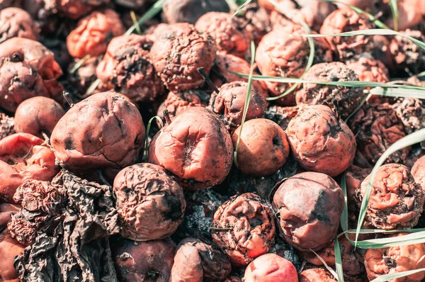 Eski gereksiz elmalar yere atılır, çöp. Ambargo konsepti, ihracat yasağı, ürün ithalatı. 