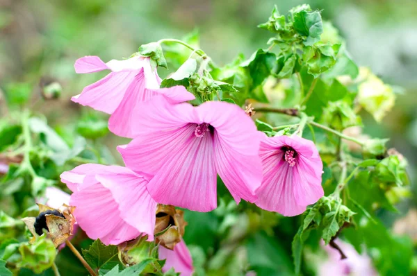 Malva trimestri bitkisi yazın bahçede çiçek açar. 