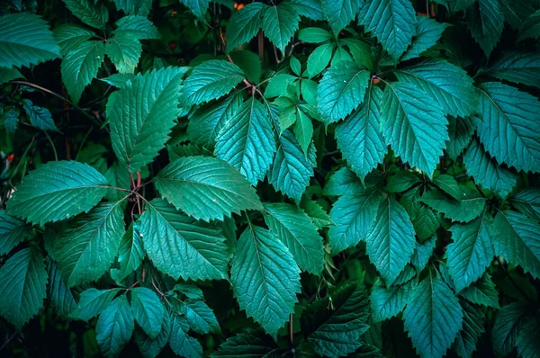 Yapraklar bahçede yeşil bir duvar gibi üzüm yetiştirir. 