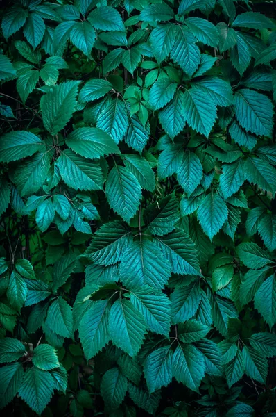 Yapraklar bahçede yeşil bir duvar gibi üzüm yetiştirir. 