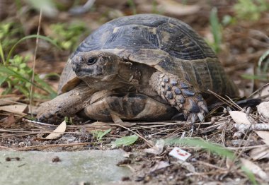 Belek'te turtle
