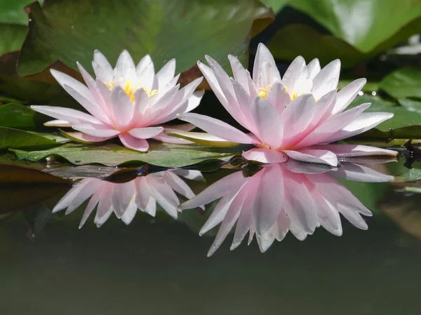 Lillies acqua — Foto Stock