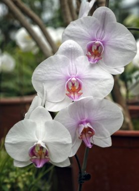 orkide