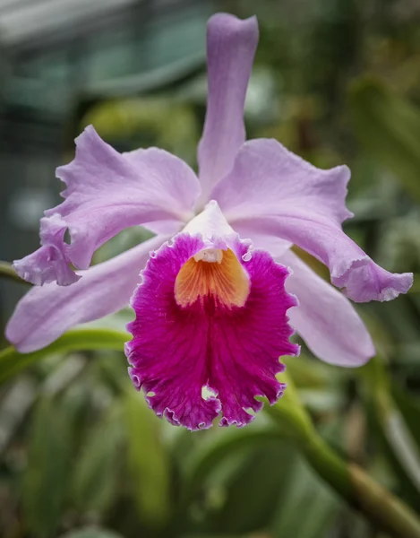 Orchid — Stock Photo, Image