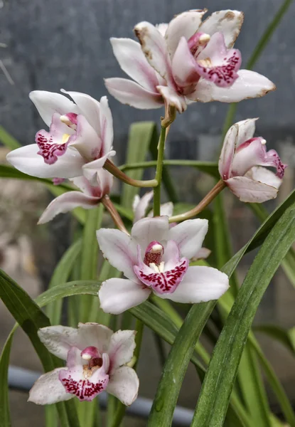 Orchid — Stock Photo, Image