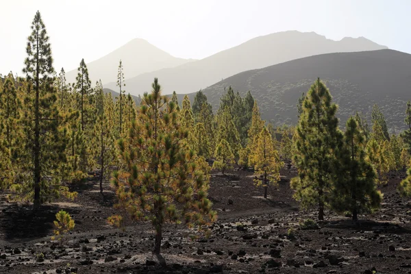 Wodds στο teide — Φωτογραφία Αρχείου