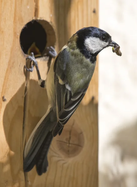 Great tit feeds its cubs — Stock Photo, Image