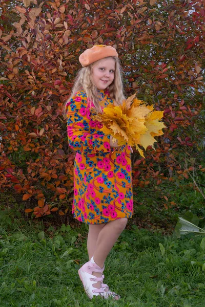 Herbst Das Mädchen Hält Die Herbstlich Gelben Schönen Ahornblätter Der — Stockfoto