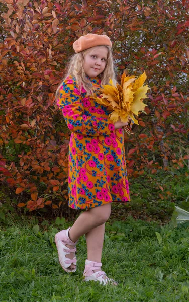 Herbst Das Mädchen Hält Die Herbstlich Gelben Schönen Ahornblätter Der — Stockfoto