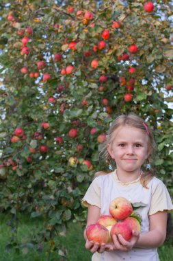 Kız elinde büyük, lezzetli, olgun elmalar tutuyor..