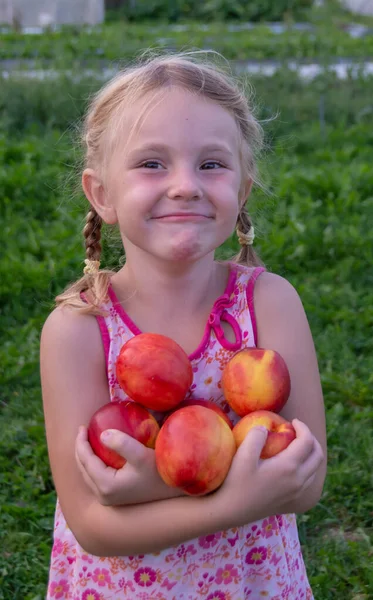 那姑娘手里拿着又大又好吃又熟的油桃 — 图库照片
