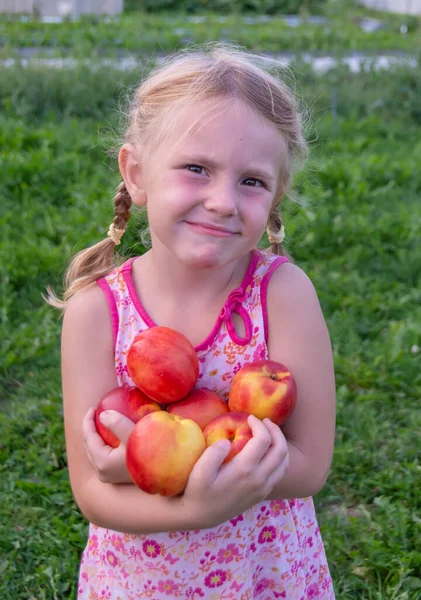 Chica Sostiene Grandes Deliciosas Nectarinas Maduras Sus Manos —  Fotos de Stock