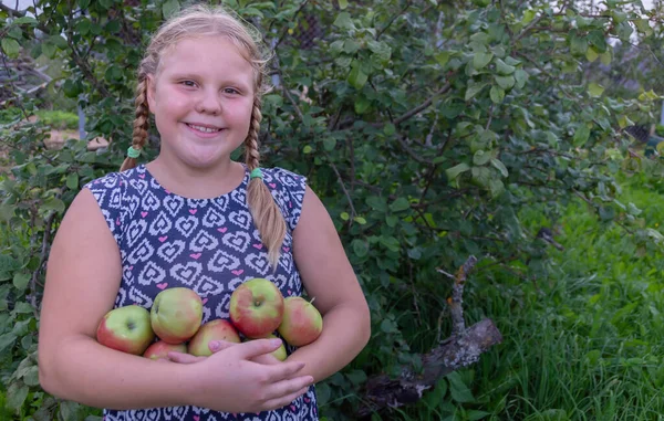 Niña Sostiene Sus Manos Manzanas Grandes Deliciosas Maduras Cultivadas País —  Fotos de Stock