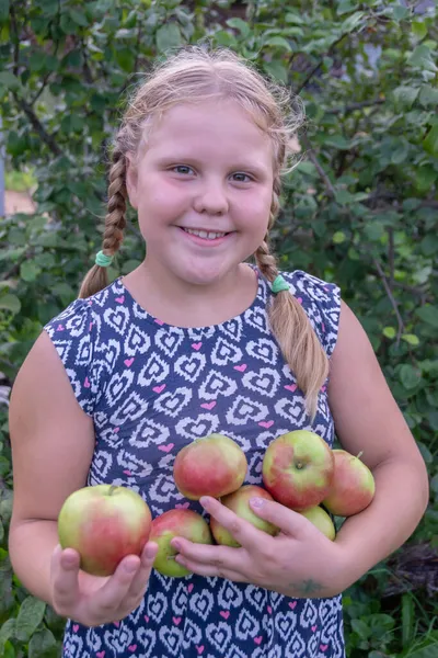 Niña Sostiene Sus Manos Manzanas Grandes Deliciosas Maduras Cultivadas País —  Fotos de Stock