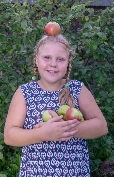 Lány Kezében Nagy Finom Érett Almákat Tart Melyeket Vidéken Termesztenek — Stock Fotó