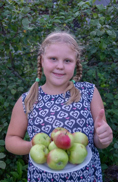 Niña Sostiene Sus Manos Manzanas Grandes Deliciosas Maduras Cultivadas País —  Fotos de Stock